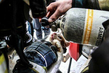 Сотрудники МЧС вернули кота к жизни массажем сердца и кислородной маской